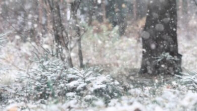 Santa Catarina terá frio intenso e geada ampla, com chance remota de neve
