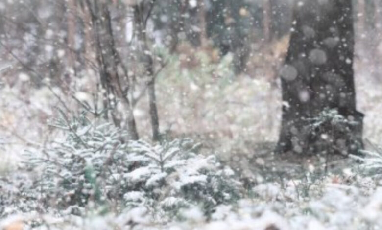 Santa Catarina terá frio intenso e geada ampla, com chance remota de neve
