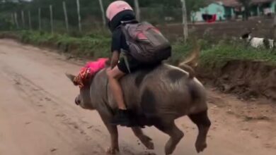 Garoto viraliza ao voltar da escola montado em porco no interior de Alagoas