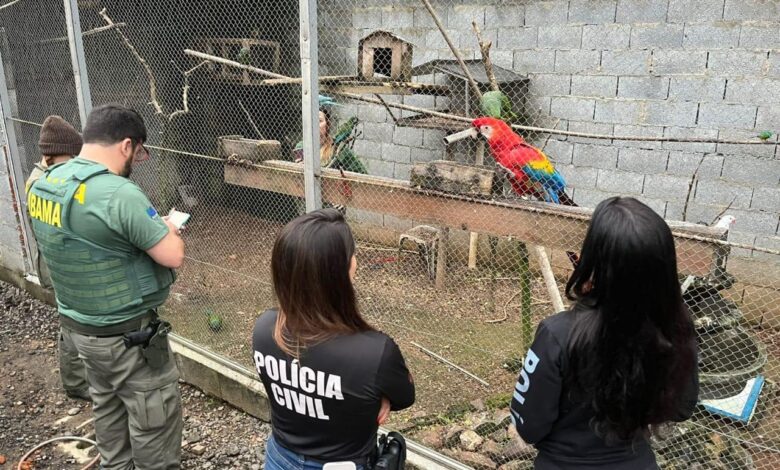Operação em Ascurra termina com apreensão de 18 animais silvestres mantidos irregularmente
