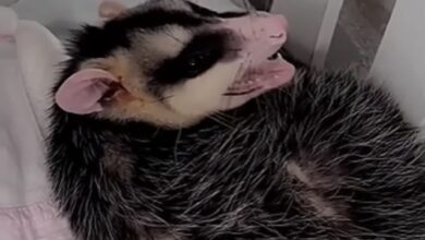 Gambá é encontrado dormindo em berço dentro de creche em SC