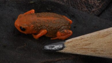 Sapinho-pingo-de-ouro é o novo símbolo de Blumenau
