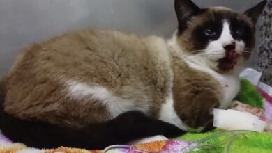 Gata é atropelada e resgatada por jovem em Timbó