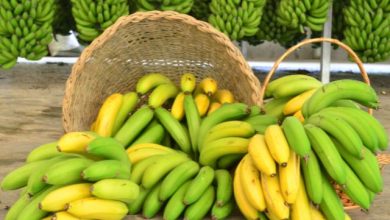 Banana Vale Ouro: Santa Catarina lidera exportações e mira safra histórica em 2025