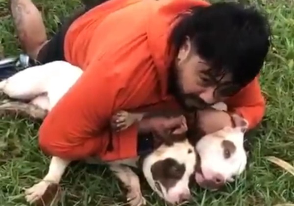 Lutador imobiliza dois pitbulls ao ser atacado em MS