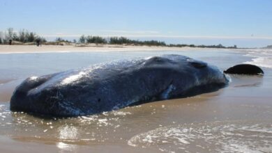 Baleia cachalote é encontrada morta no litoral Sul de SC