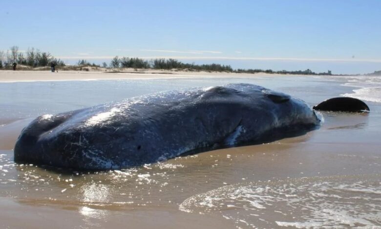 Baleia cachalote é encontrada morta no litoral Sul de SC