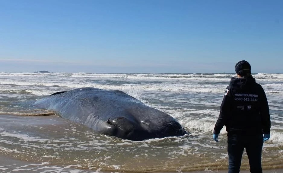 Baleia cachalote é encontrada morta no litoral Sul de SC