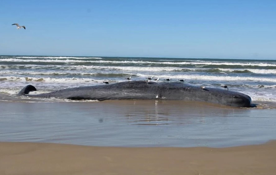 Baleia cachalote é encontrada morta no litoral Sul de SC