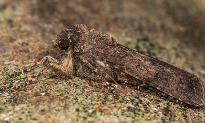 Aumento de mariposas em Pomerode chama atenção e gera questionamentos