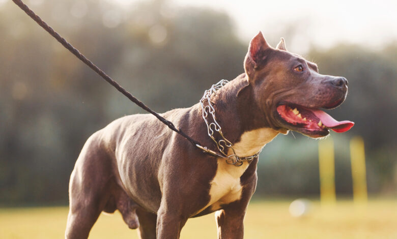 SC restringe circulação de Pit Bulls e outras 10 raças em espaços públicos
