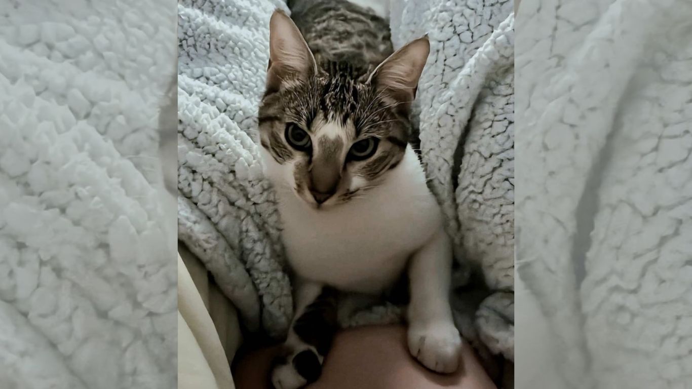 Família procura por gato desaparecido em Timbó