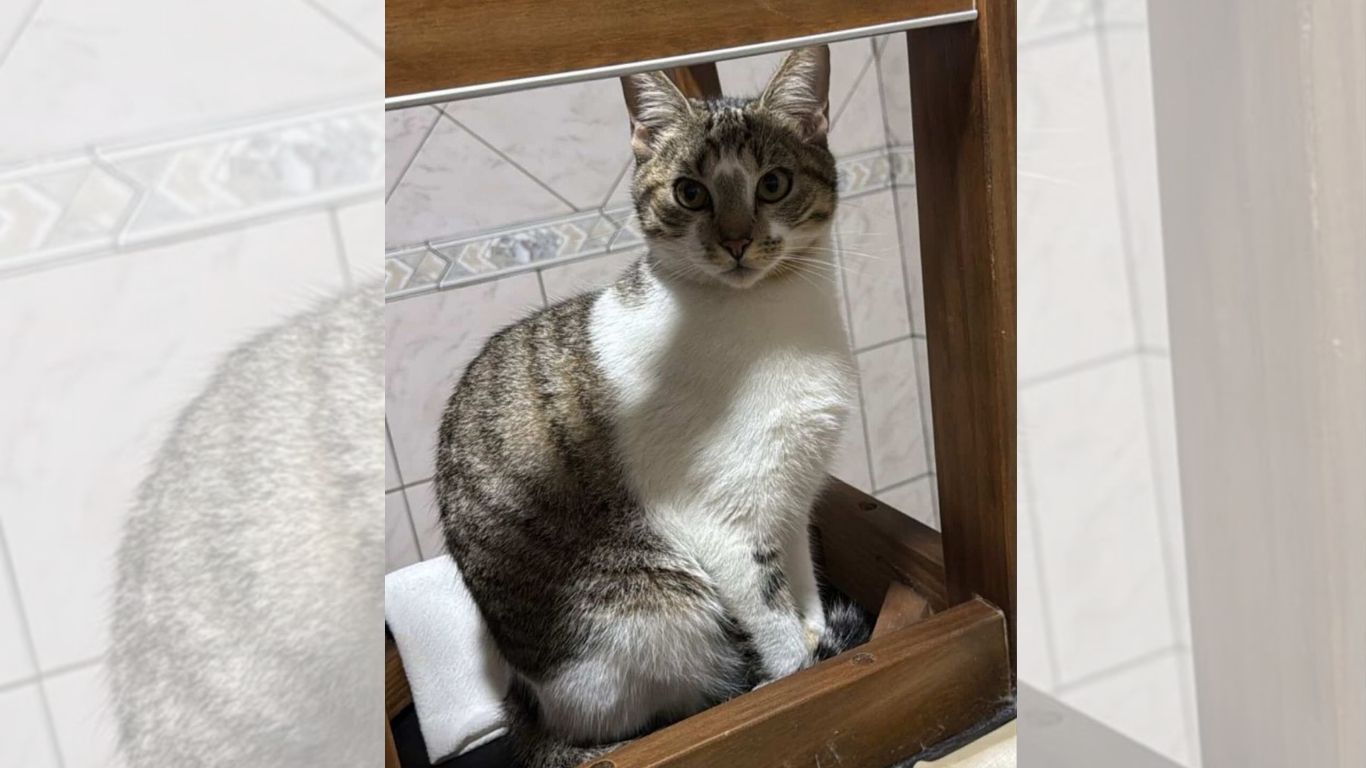 Família procura por gato desaparecido em Timbó