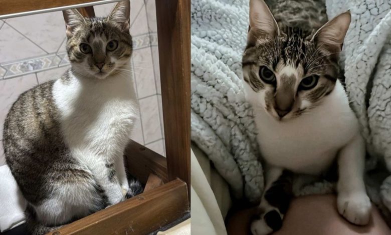 Família procura por gato desaparecido em Timbó