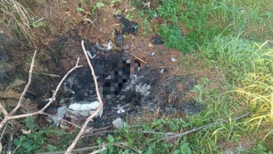 Cão é encontrado carbonizado em incêndio em Ilhota; caso será investigado como maus-tratos