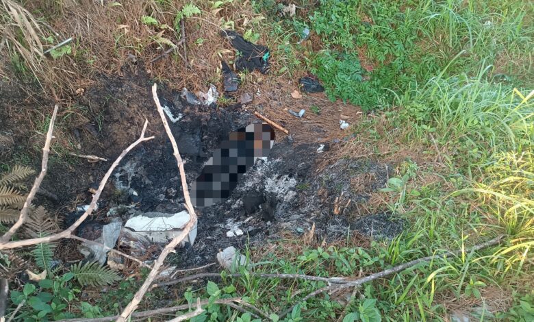 Cão é encontrado carbonizado em incêndio em Ilhota; caso será investigado como maus-tratos