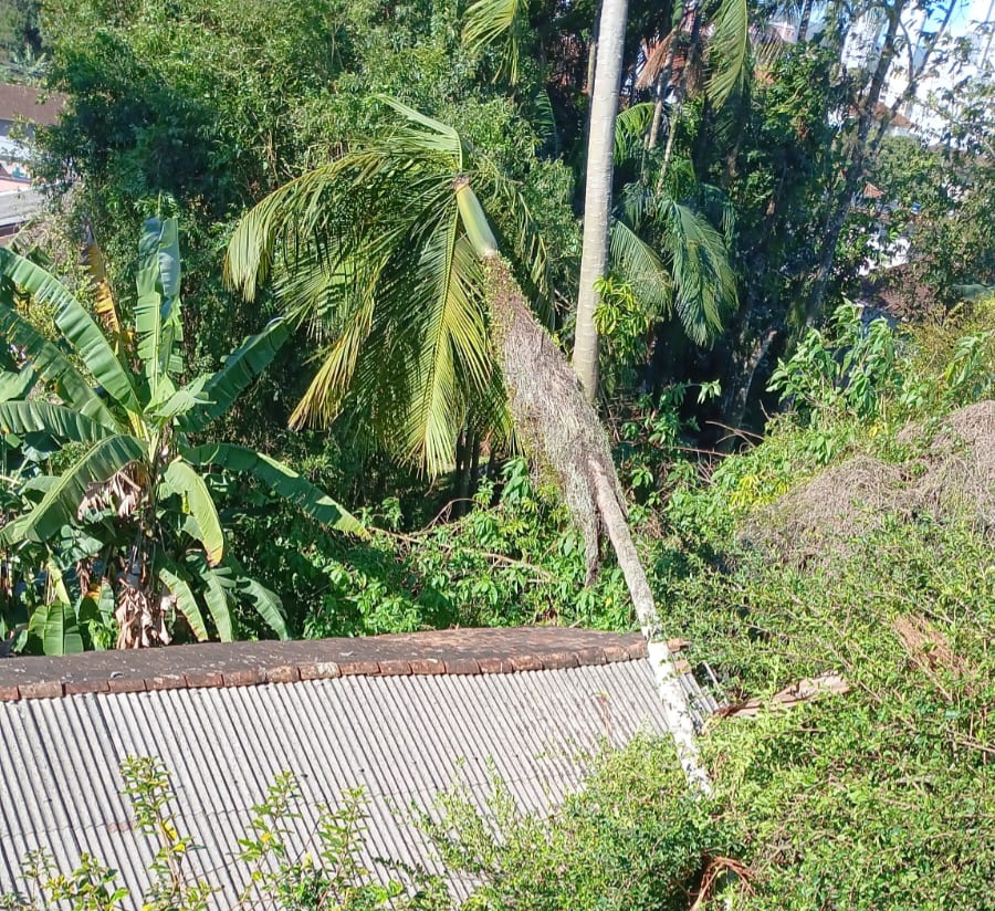 Bombeiros atendem duas ocorrências de queda de árvores em Blumenau