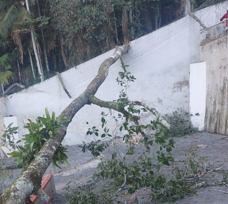 Bombeiros atendem duas ocorrências de queda de árvores em Blumenau