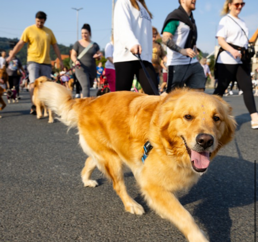 Inscrições abertas para a 30ª Cãominhada em Blumenau, que será realizada em 27 de julho