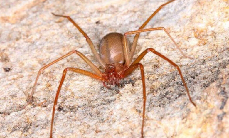 Jovem de 22 anos é picada por aranha marrom no seio em Blumenau