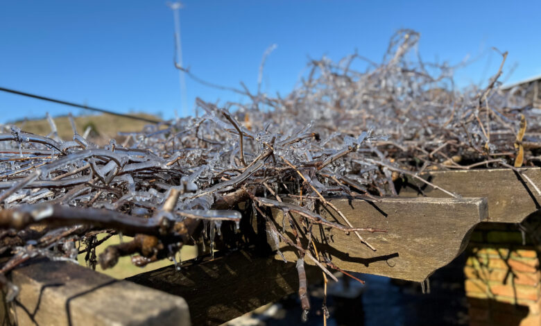 Temperaturas negativas e geada marcam início de semana na Serra Catarinense