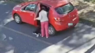 Mulher que abandonou gato em rua de Blumenau é multada em R$ 6,3 mil 