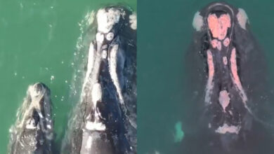 Baleia-franca se livra de rede presa à cabeça e segue saudável com filhote no litoral catarinense