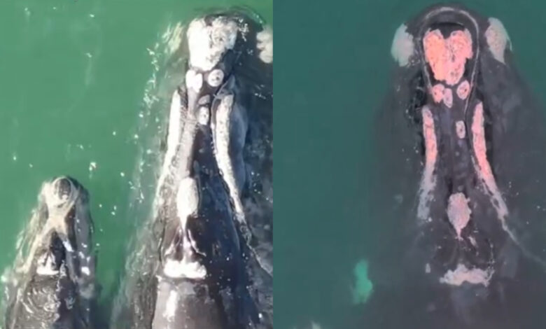 Baleia-franca se livra de rede presa à cabeça e segue saudável com filhote no litoral catarinense