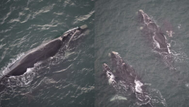 Temporada de observação de baleias-francas começa com mais de 80 avistamentos no Litoral Sul de SC