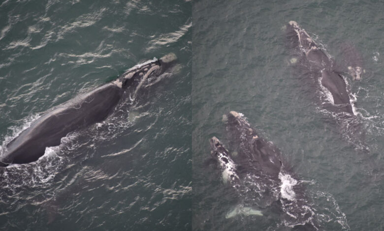 Temporada de observação de baleias-francas começa com mais de 80 avistamentos no Litoral Sul de SC