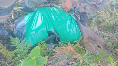 Capivara é resgatada de penhasco por helicóptero em SC