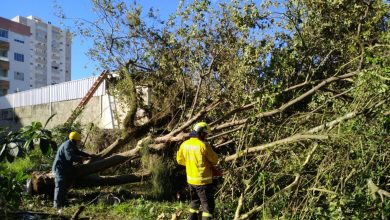 Árvore de grande porte cai sobre residência em Brusque durante vendaval
