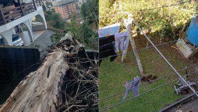 Bombeiros atendem duas ocorrências de queda de árvores em Blumenau