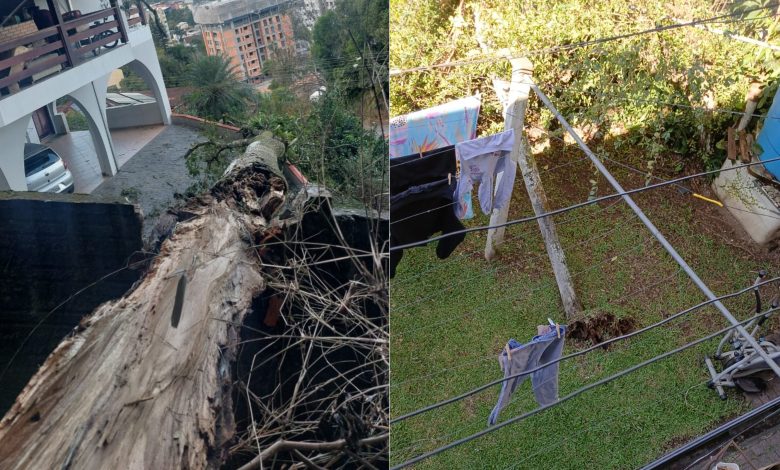 Bombeiros atendem duas ocorrências de queda de árvores em Blumenau
