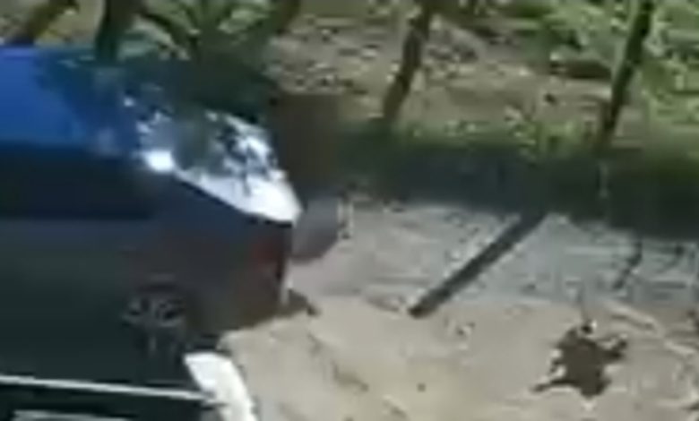 Homem é indiciado por atropelar e matar cachorro em Blumenau