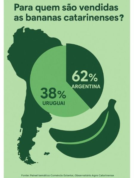 Banana Vale Ouro: Santa Catarina lidera exportações e mira safra histórica em 2025