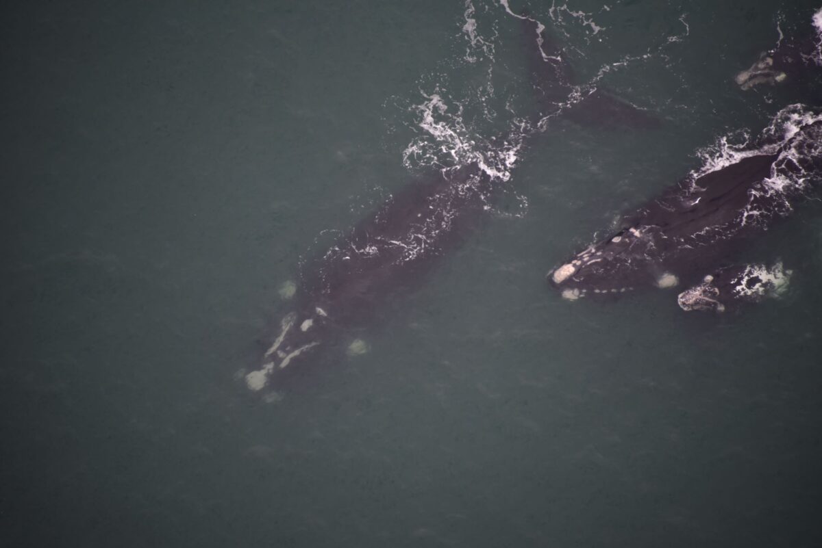 Temporada de observação de baleias-francas começa com mais de 80 avistamentos no Litoral Sul de SC
