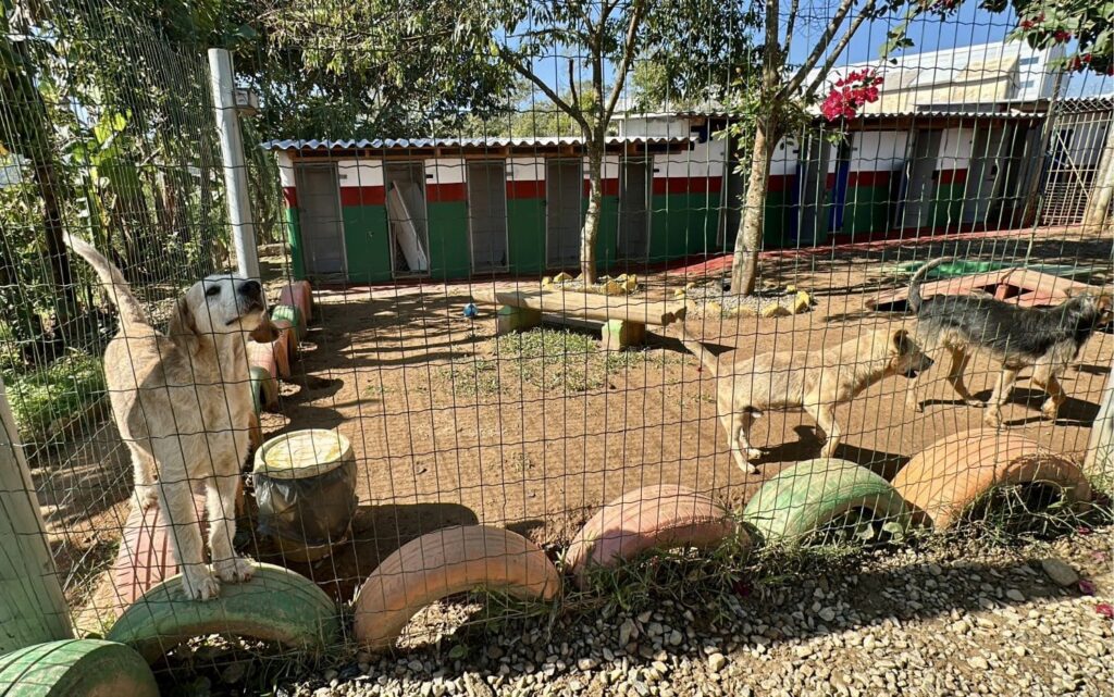 ReabilitaCão chega a Lages e transforma cuidado com animais em ferramenta de reintegração social