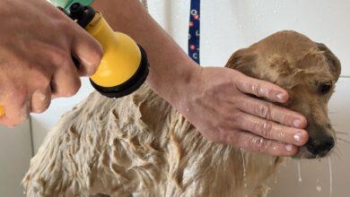 ReabilitaCão chega a Lages e transforma cuidado com animais em ferramenta de reintegração social