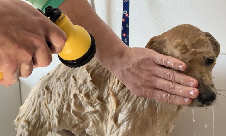 ReabilitaCão chega a Lages e transforma cuidado com animais em ferramenta de reintegração social