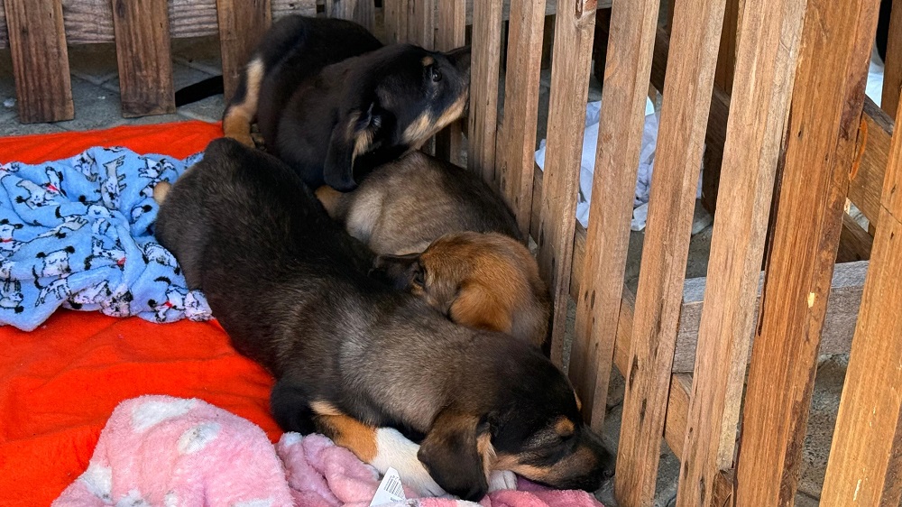 3ª Feira de Adoção em Timbó encanta com pets, fazendinha e ações educativas