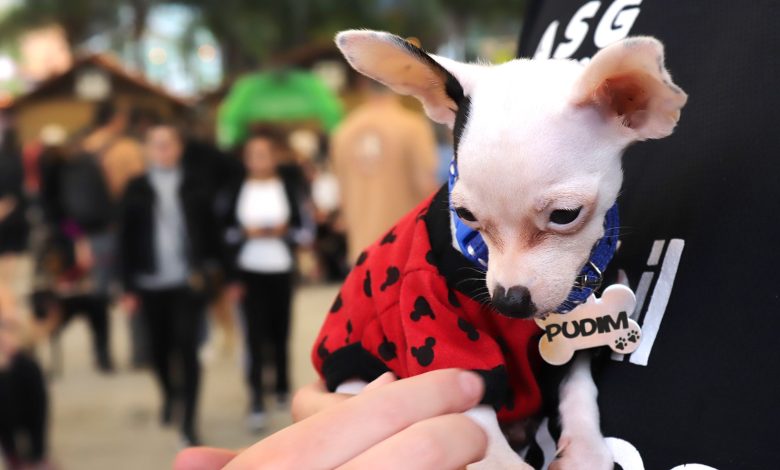 30ª Cãominhada Blumenau reúne 2 mil pessoas e celebra bem-estar animal no Parque Vila Germânica