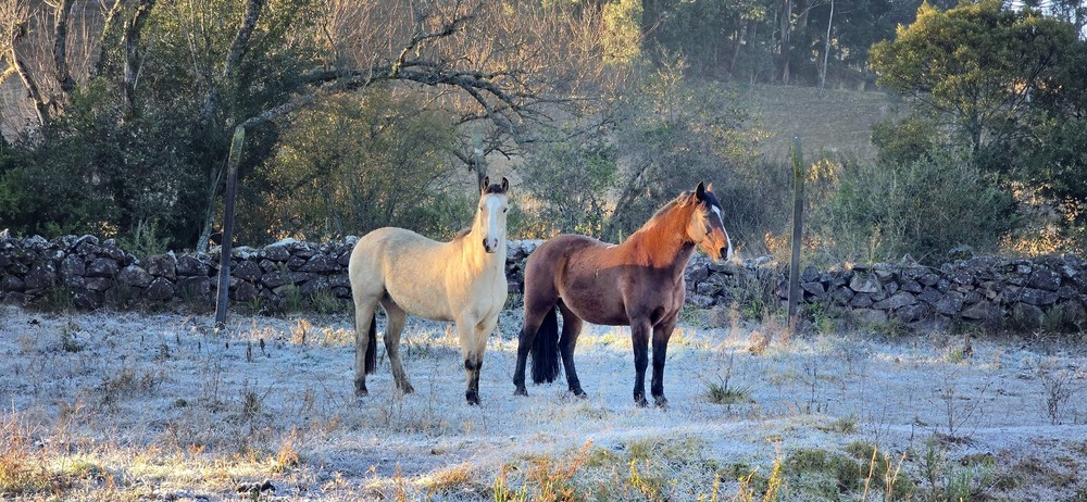 Temperaturas negativas e geada marcam início de semana na Serra Catarinense