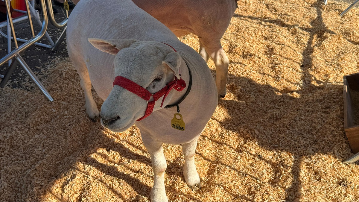3ª Feira de Doação de Cães e Gatos movimenta o Pavilhão de Eventos em Timbó