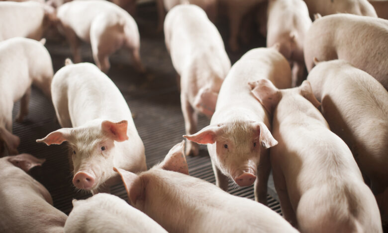 Santa Catarina bate recorde nas exportações de carne suína e puxa alta histórica do agronegócio no semestre