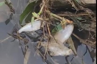 Mortandade de peixes acende alerta ambiental em Jaraguá do Sul