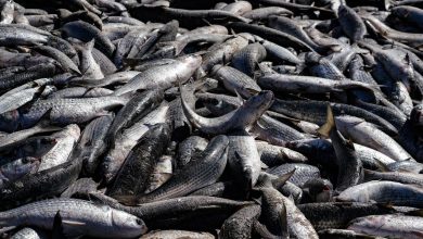 Safra histórica de tainha impulsiona protagonismo de Santa Catarina na pesca nacional