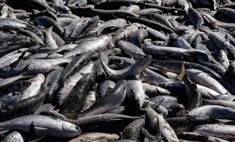 Safra histórica de tainha impulsiona protagonismo de Santa Catarina na pesca nacional