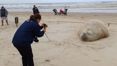 Homem é multado em R$ 7,5 mil por importunar elefante-marinho em praia de SC