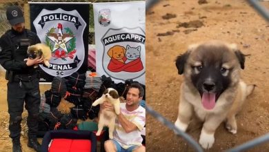 Polícia Penal entrega 300 mantas e caminhas para cuidador de mais de 400 animais em SC